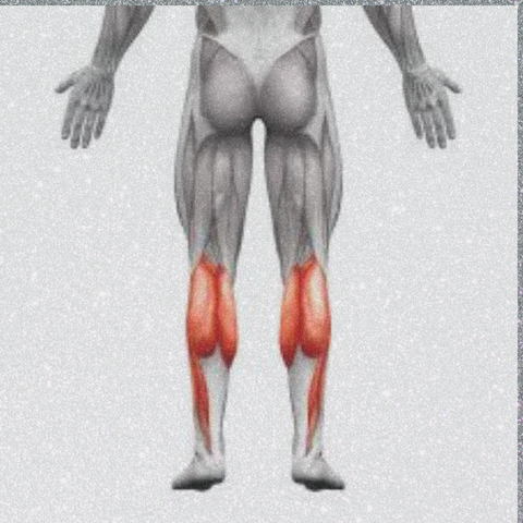 calves muscle